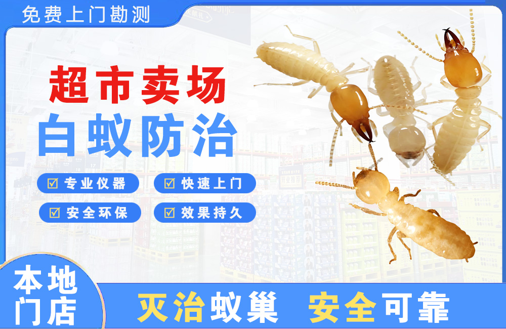 博白超市卖场白蚁防治