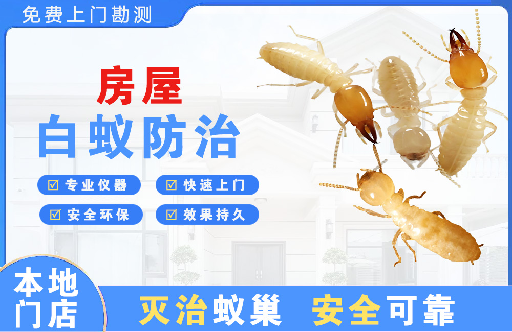 博白房屋白蚁防治